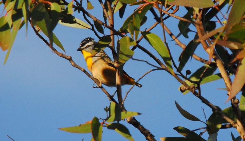 Striated pardalote (2).jpg