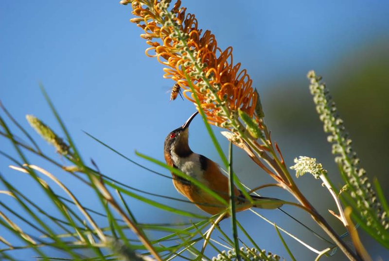 Eastern Spinebill (5).jpg