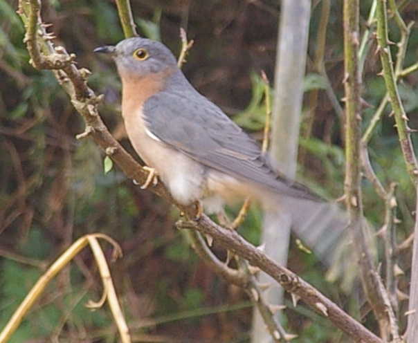 IMGP0391C.JPG