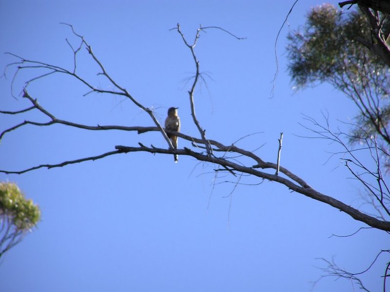 Fan-tailed Cuckoo.JPG