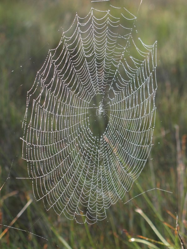Web1.JPG