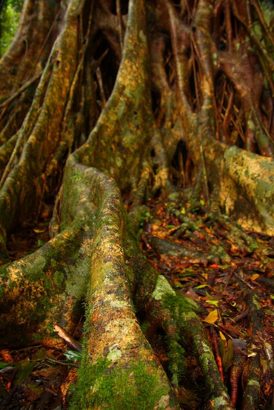 074Rooted.JPG