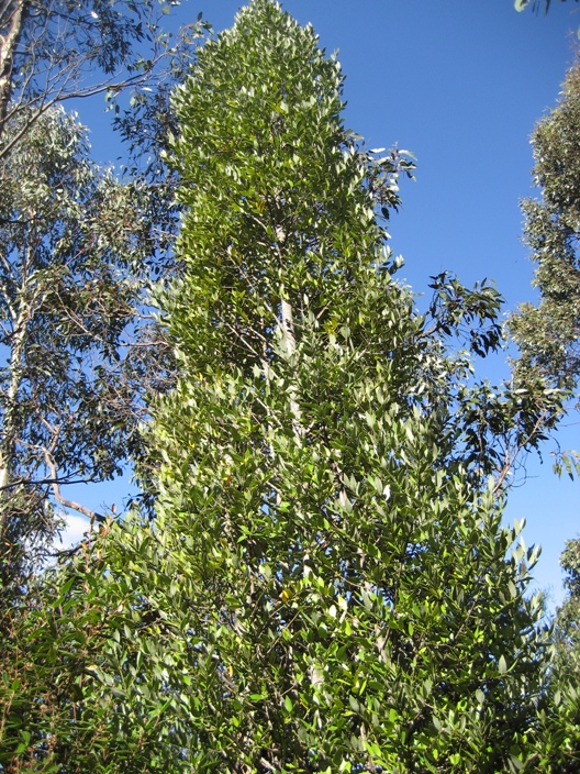 sassafras_small.JPG