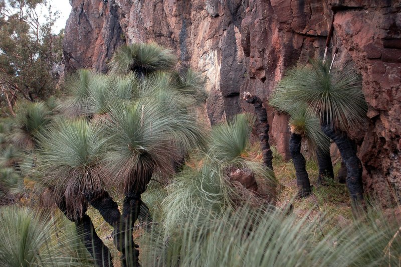 Mount Kaputar NP (57).JPG