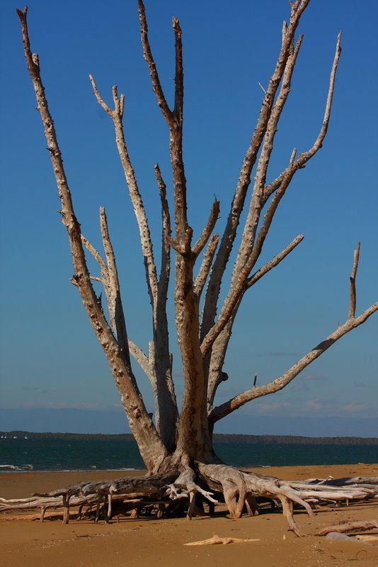 194 dead tree Mulligan Bay.JPG