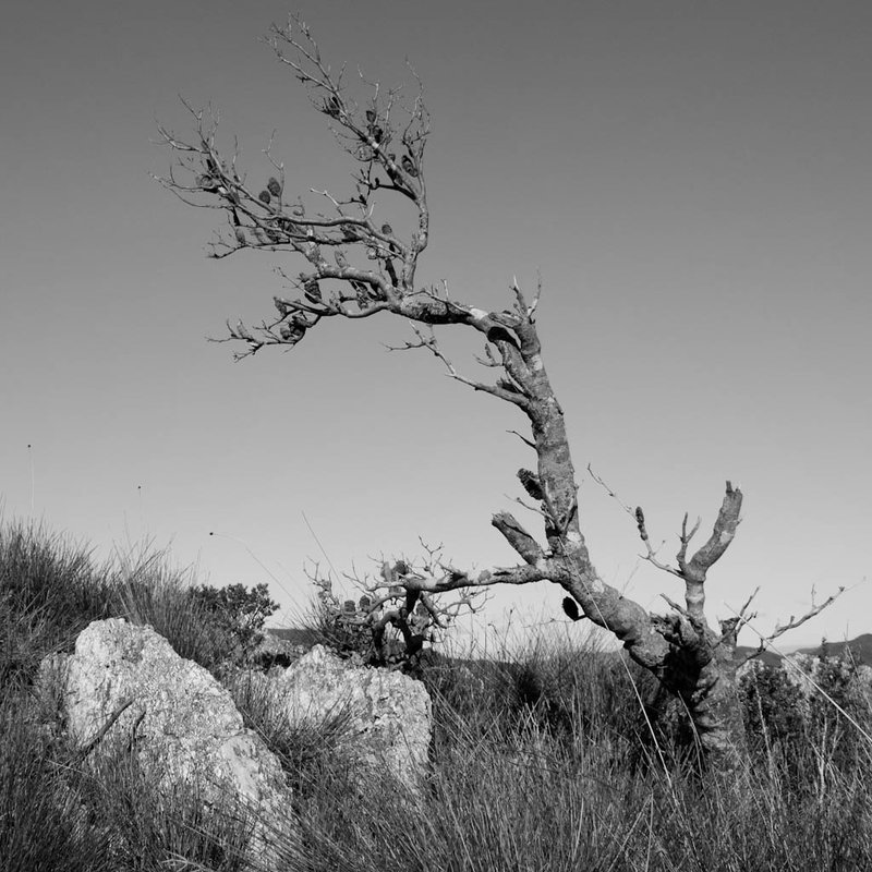 DSC_4340.jpg