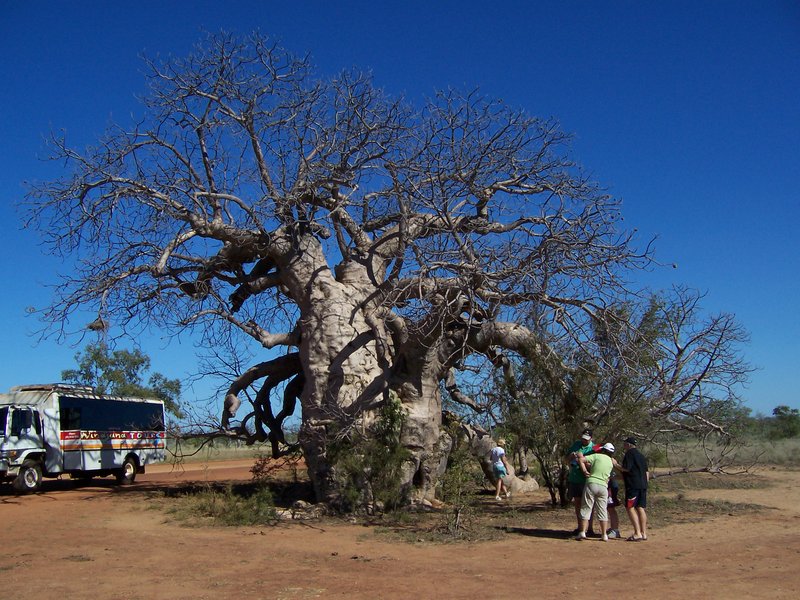 Biggest Boab Tree.jpg