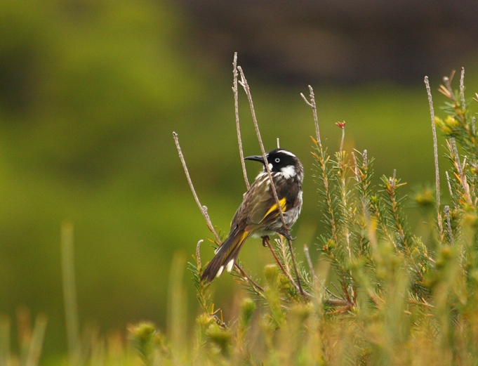 033 New Holland Honeyeater.JPG