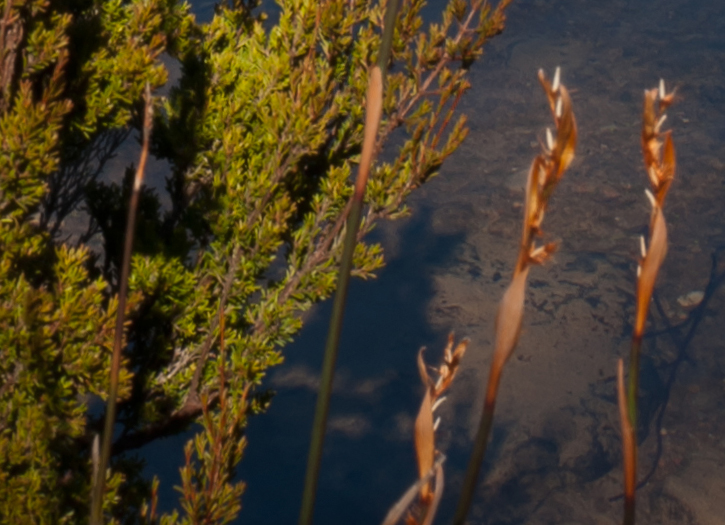 Shadow Lake Panorama detail.jpg