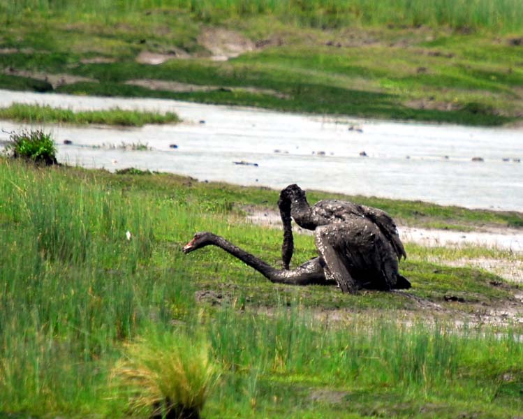 Tamar Islands Wetlands Centre (32).jpg