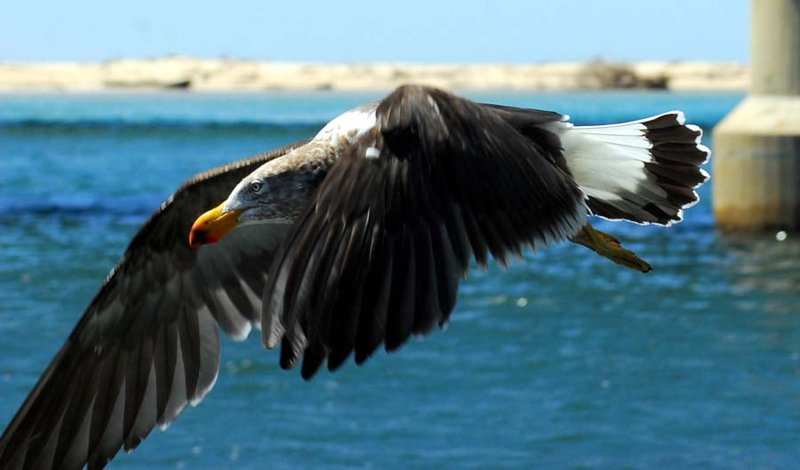 Scamander - Pacific Gull (9).jpg