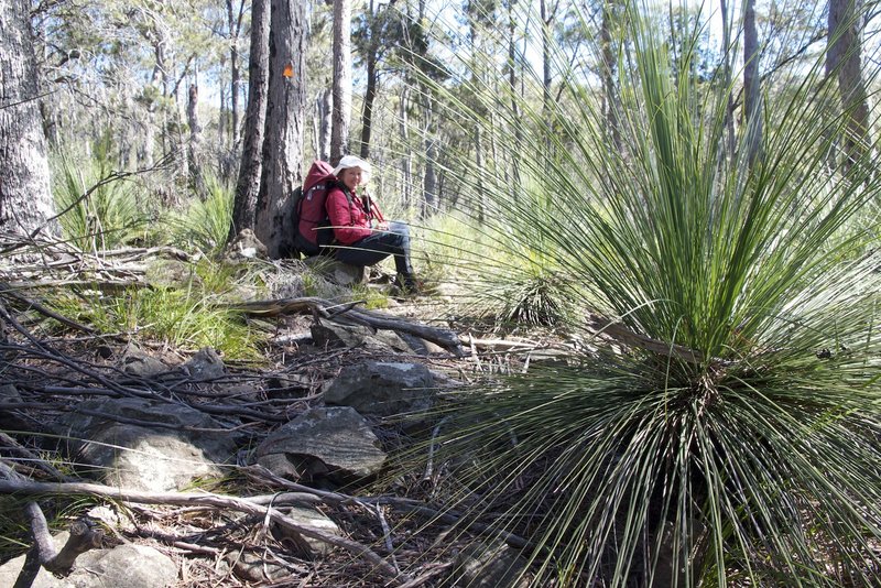 Grass Tree1.jpg