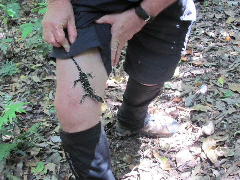 GoannaPic1.jpg
