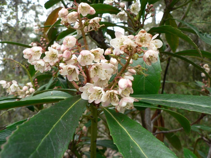 Native-Laurel.jpg