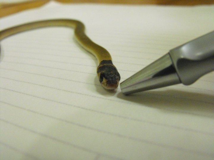 brown snake.jpg