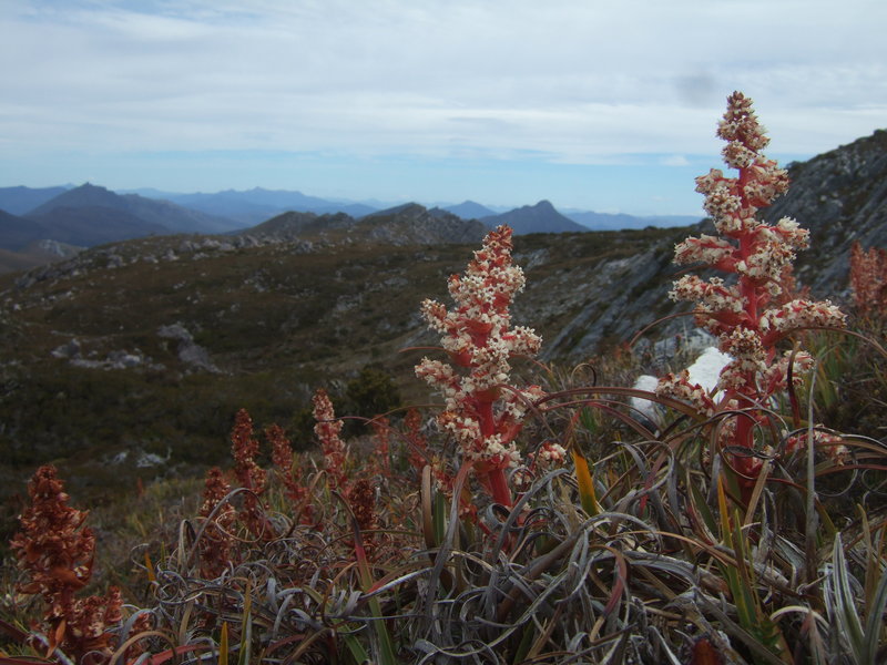 2012_0101Denisons0185.JPG