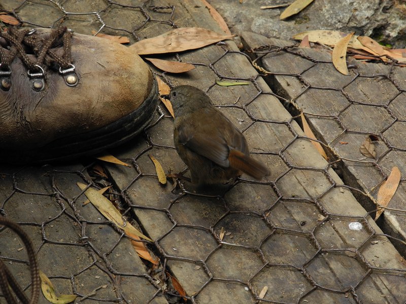 Brown Thornbill.jpg