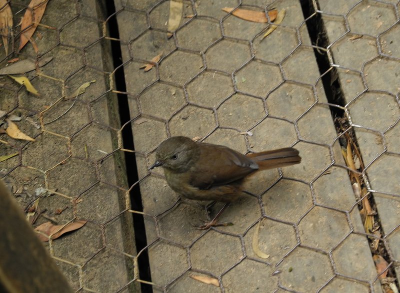 bird2.jpg