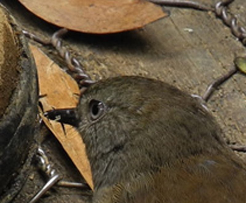 BIRDY.jpg