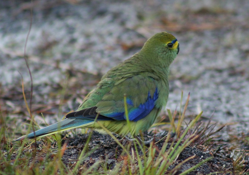 what bird.jpg