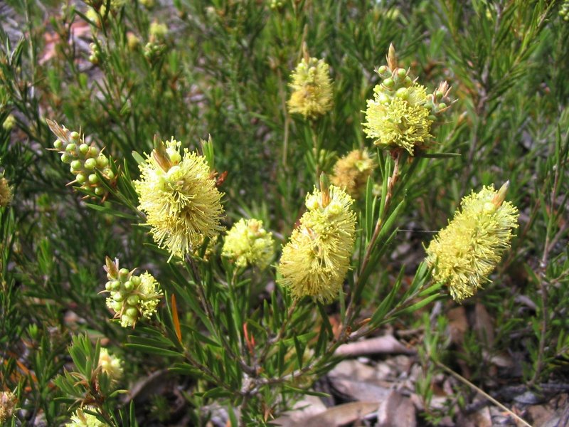 Creamy Yellow Bottlebrush spp. on Kalkite Mtn.jpg