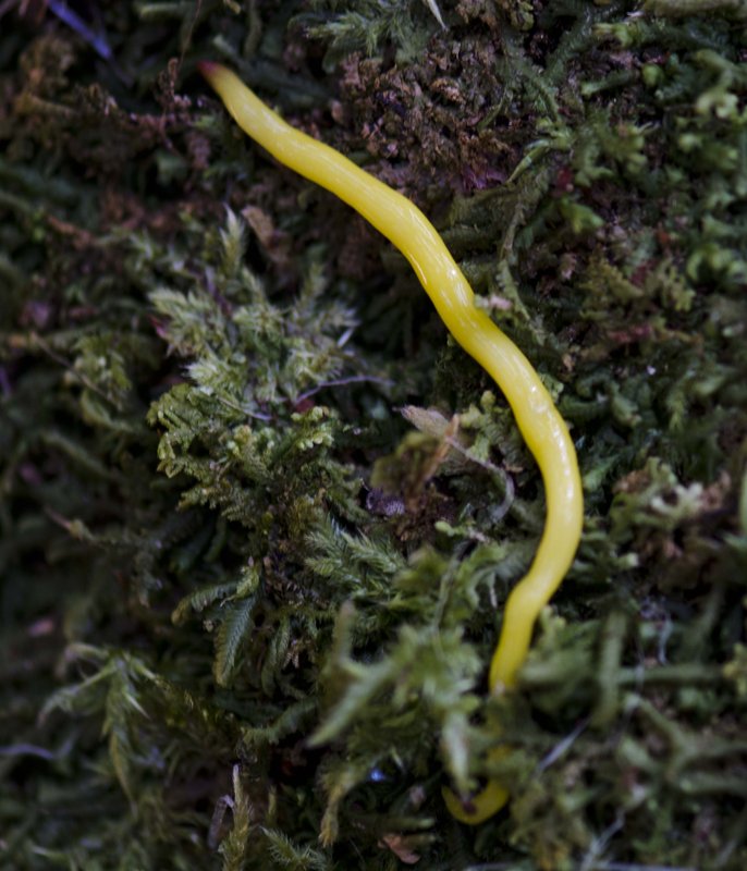 Yellow worm.jpg