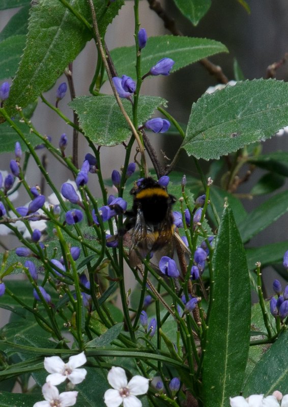 Large bumble bee 2.jpg