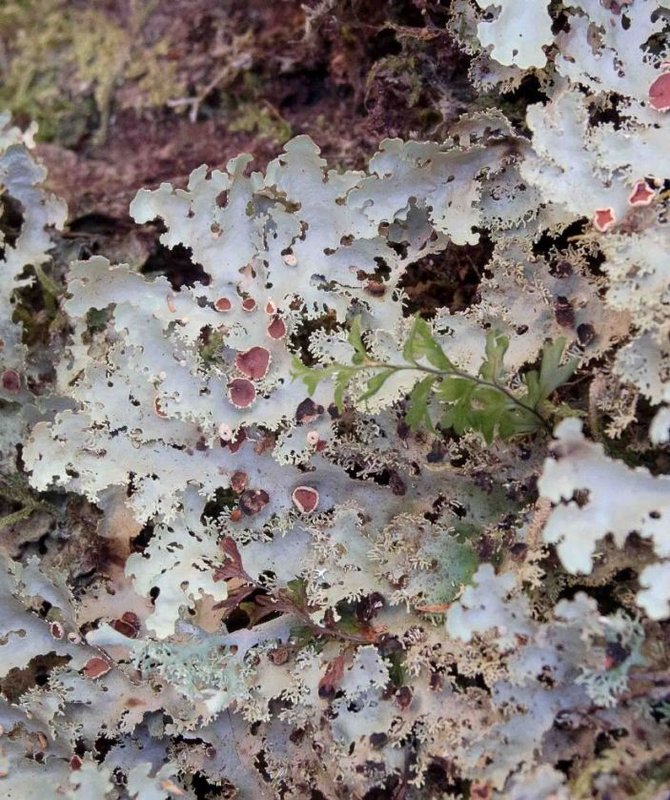 Lichen and Fern.jpg