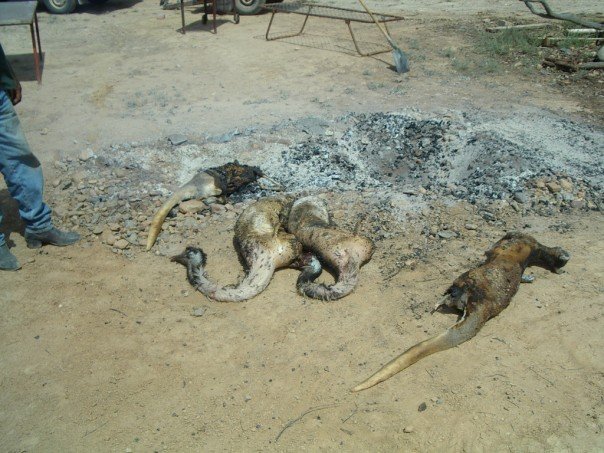 EMUS cooked.jpg