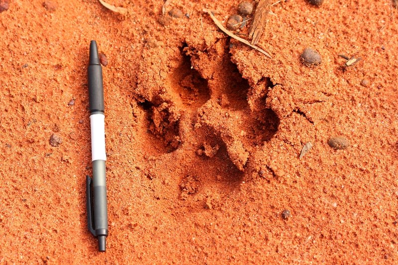 076 dog print.JPG