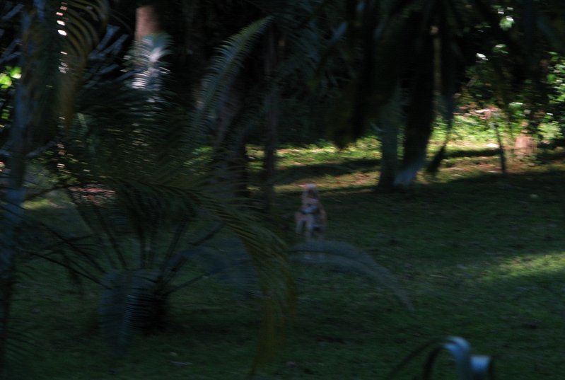 wild dog.jpg