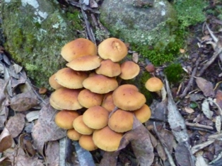 P1000248email.jpg