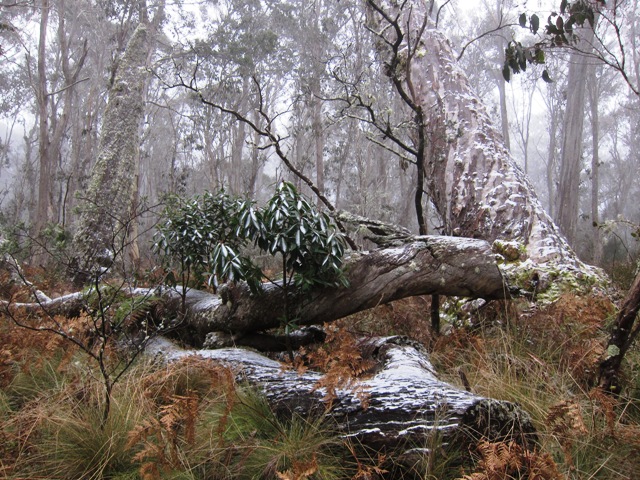 3. Pole Blue Trail.JPG