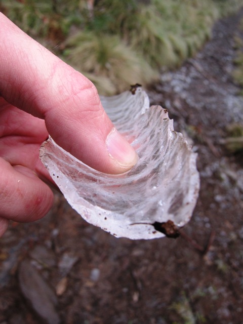 5. Tree Ice.JPG