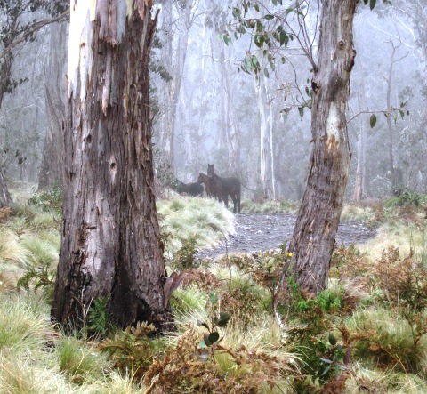 6. Brumbies.JPG