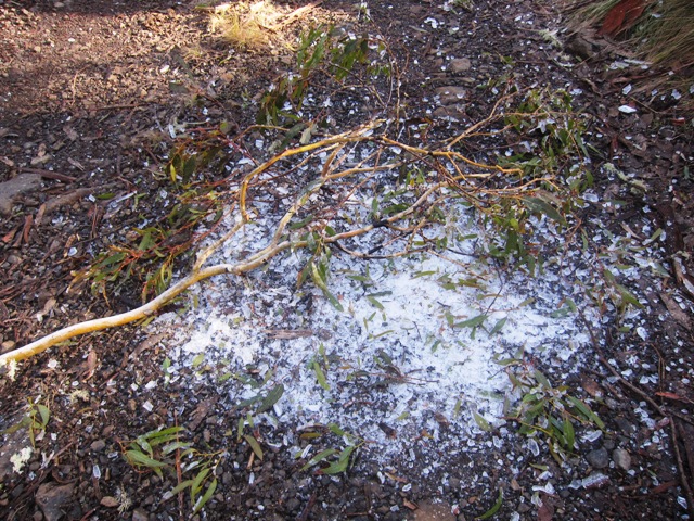 10. Falling Frozen Branches.JPG