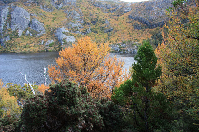 Fagus.jpg