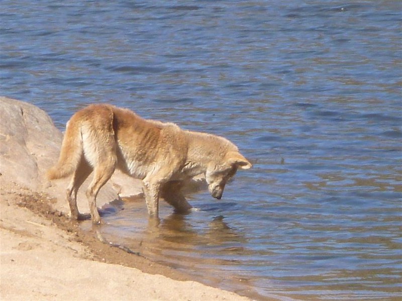 Dingo at Ormiston Gorge.JPG