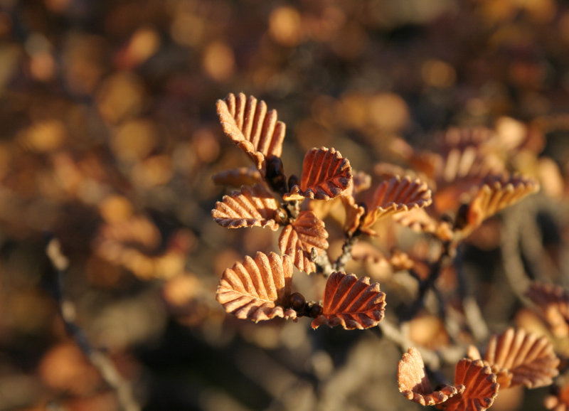 Fagus close up 800.jpg