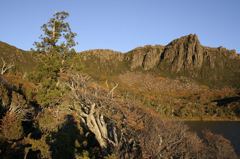 Fagus with Mt 800.jpg