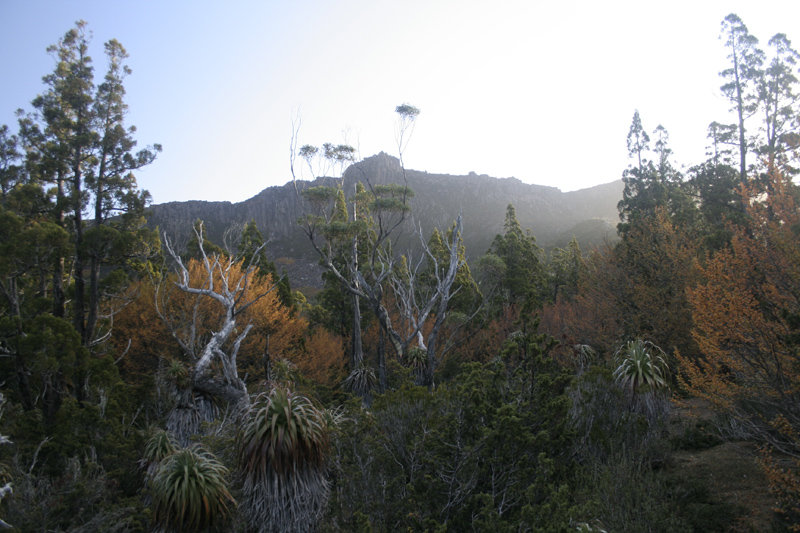 First view of fagus 800.jpg