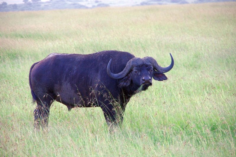 061202CapeBuffalo0979.jpg