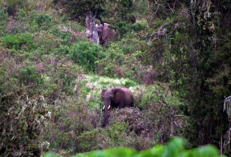 061808Elephants1647B.jpg