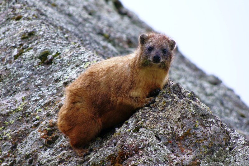 061936RockHyrax1807.jpg