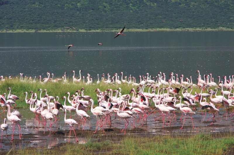 062704WalkingFlamingos2548.jpg