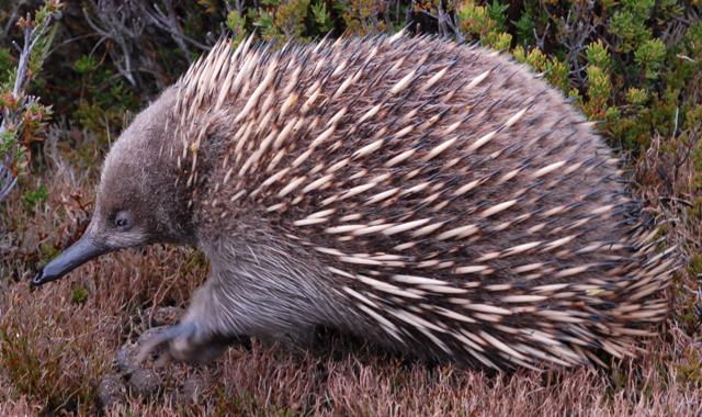 tas-echidna.jpg