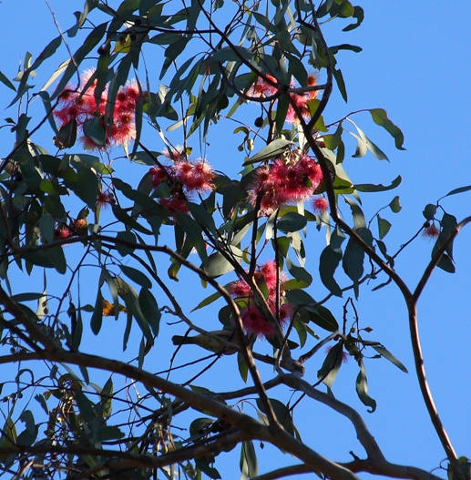 Eucalyptus sideroxylon .JPG