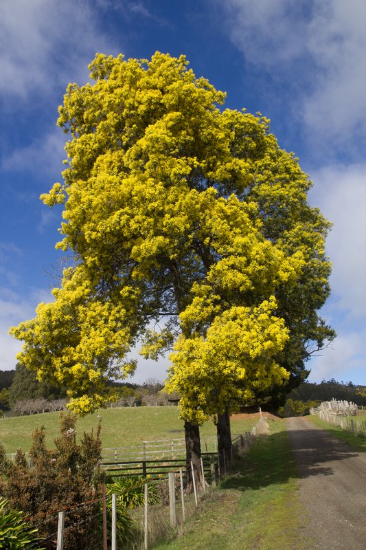 Wattle in Paddock2.jpg