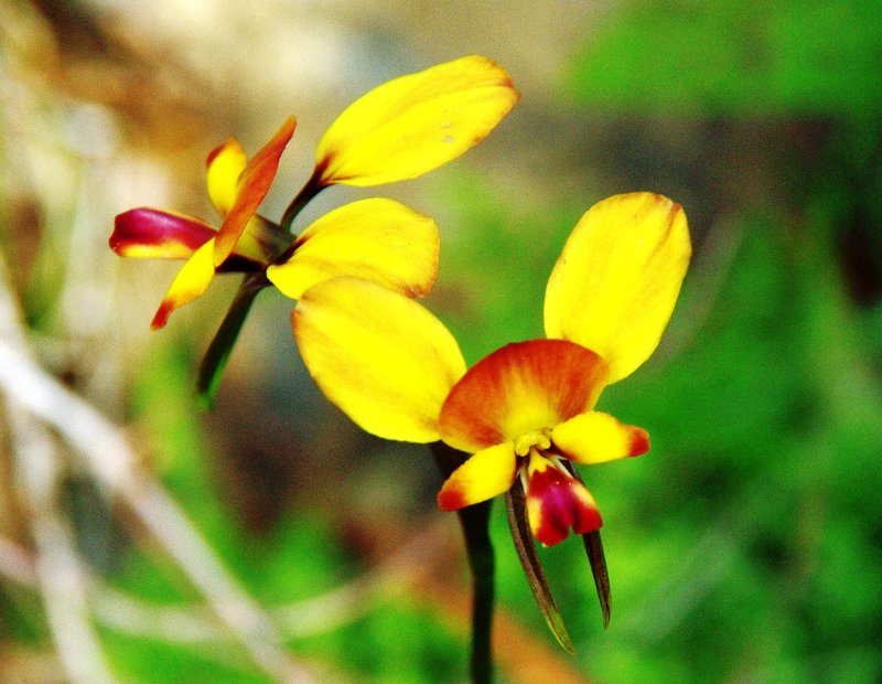 Orchid4070.jpg