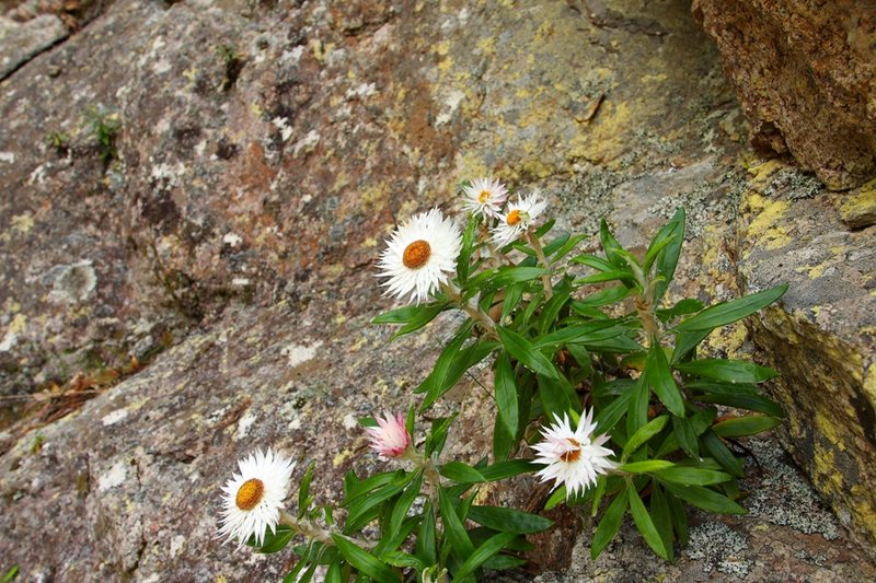 009 Helichrysum.JPG